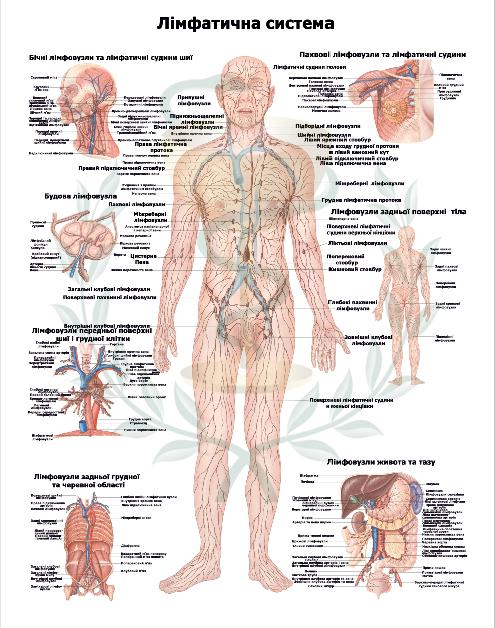 Анатомічний плакат Лімфатична система 50x64,5 см (0040)