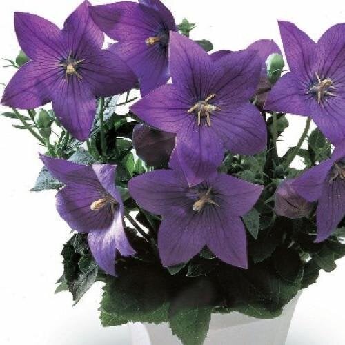 Семена цветов Платикодон Astra Blue Sakata 50 шт. (BN06872-3)