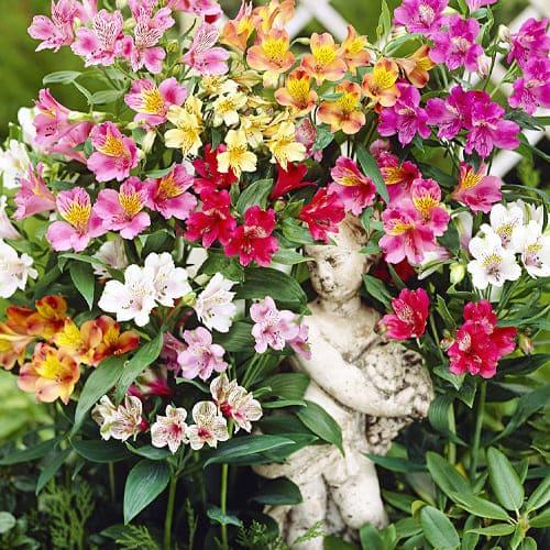 Альстромерія Florium Ligtu-hybrids (11751)