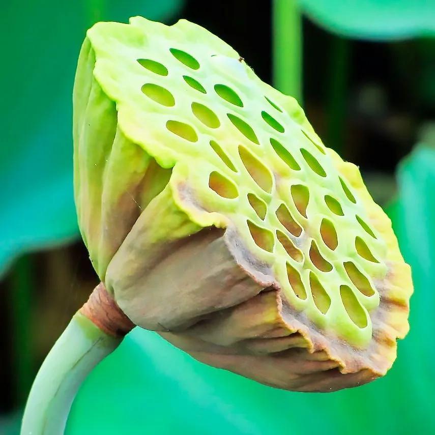 Лотос Горіховий Люцзян мікс квітів насіння 3 шт. (2600106573) - фото 6 Лотос Горіховий Люцзян мікс квітів насіння 3 шт. (2600106573) - фото 6