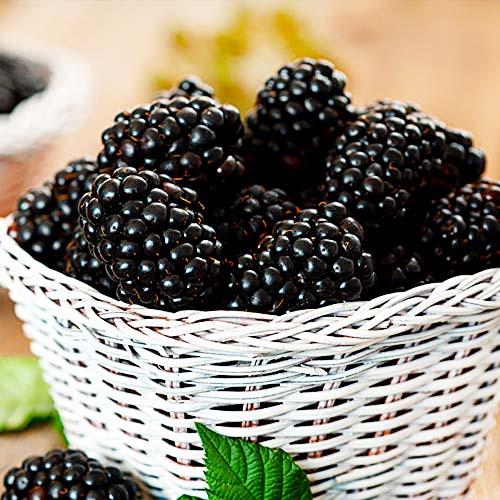 Ожина Florium ремонтантна Black Jam (18383)