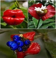 Насіння психотрію високе Psychotria elata квітка-губи 10 шт. - фото 2 Насіння психотрію високе Psychotria elata квітка-губи 10 шт. - фото 2