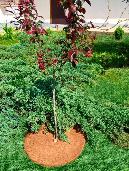 Круг приствольный кокосовый для мульчирования 60 см - фото 2