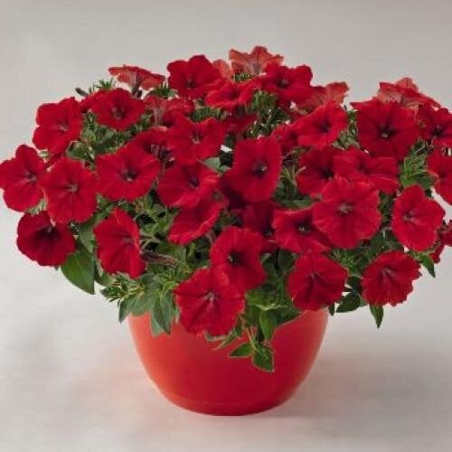 Семена цветов Петуния ампельная SUCCESS! TR Red Benary 5 шт. (BN05591-4)
