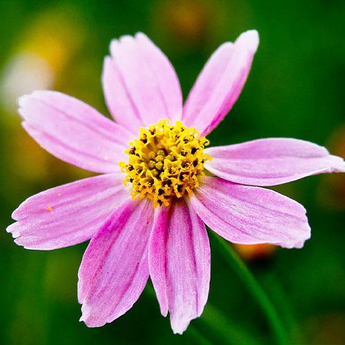 Кореопсис Florium American Dream (7004)