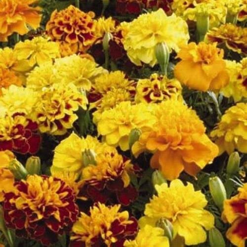 Семена цветов Бархатцы отклонены Little Hero Mix Benary 50 шт. (BN06123-3)