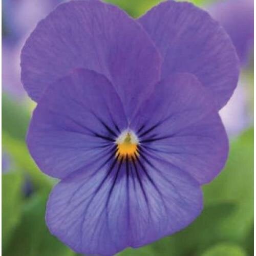 Семена цветов Виола рогатая Floranova Bel Viso True Blue 50 шт. (BN08041-3)