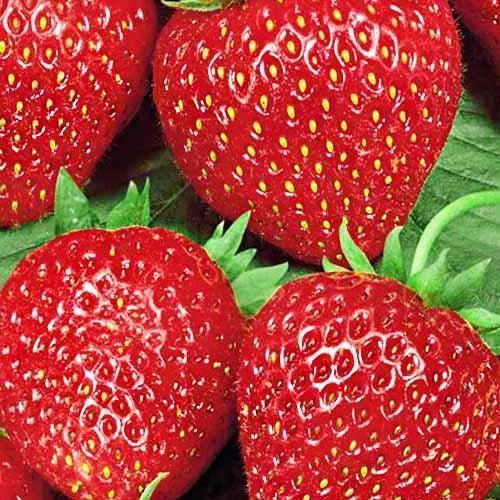 Сажанец Эксклюзив Клубника ярко-красная Делишес Delicious итальянская селекция премиальный супер ранний сорт 5 шт. (38439)