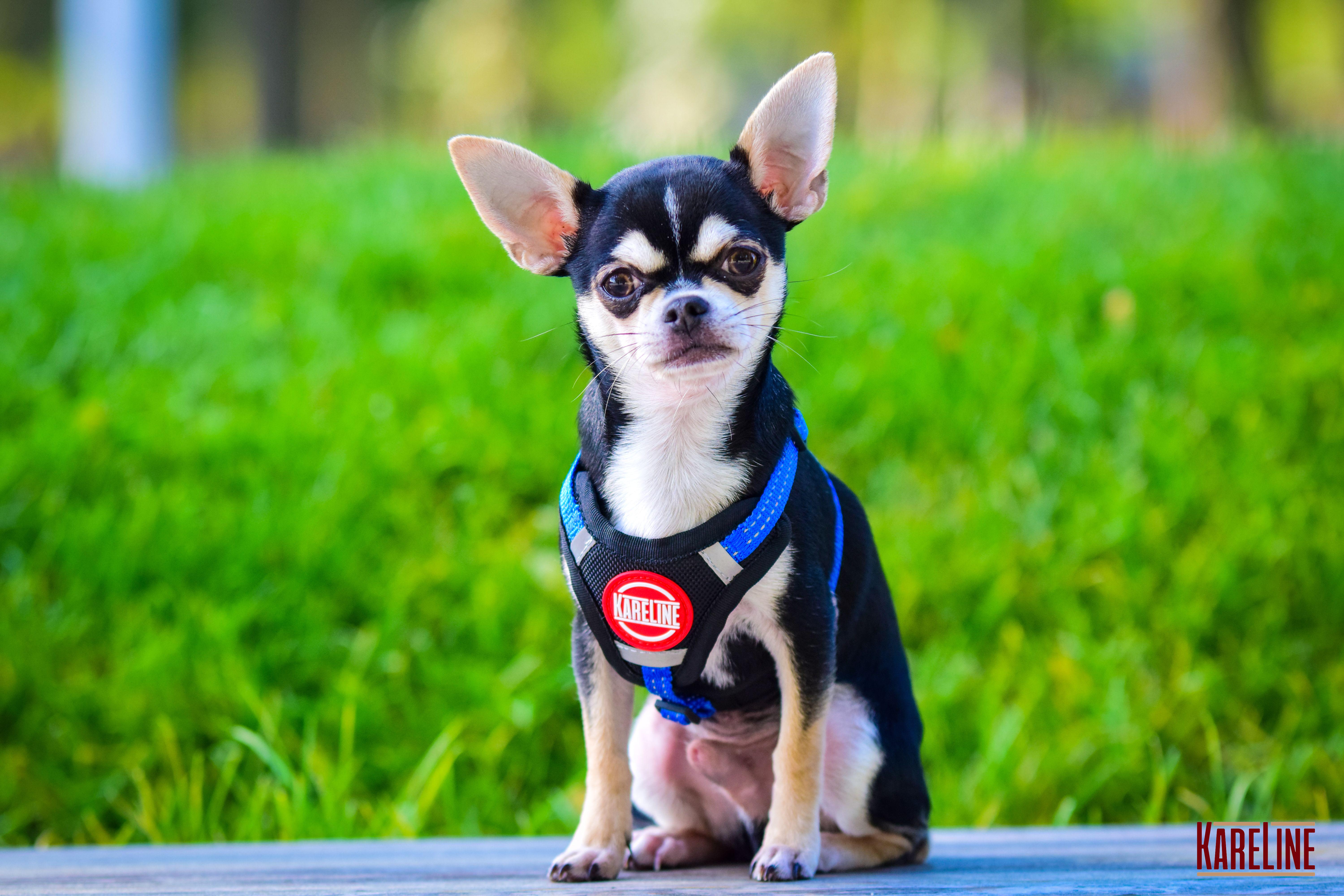 Шлея KareLine из нейлона с пластиковой пряжкой 20 мм А:400-600 мм В:500-630 мм Синий (0883/7) - фото 3