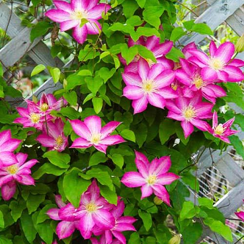 Клематис Asao Florium - фото 2