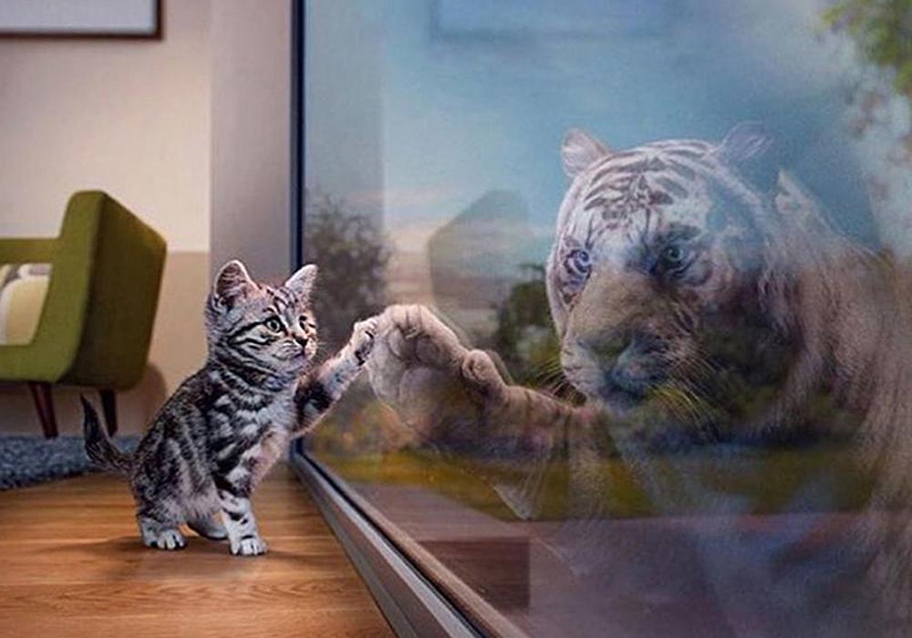 Алмазная мозаика на подрамнике Strateg Будущий тигр 50x40 см (20513)