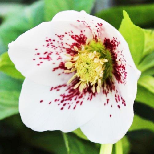 Морозник Florium White Spotted (3049) - фото 2