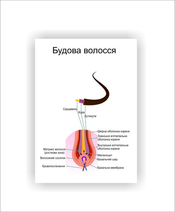 Плакат Vivay Строение волос 30х40 см (25632059)