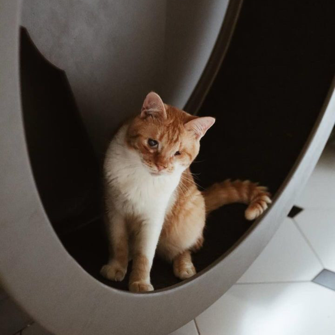 Колесо бігове для котів М Білий - фото 2 Колесо бігове для котів М Білий - фото 2