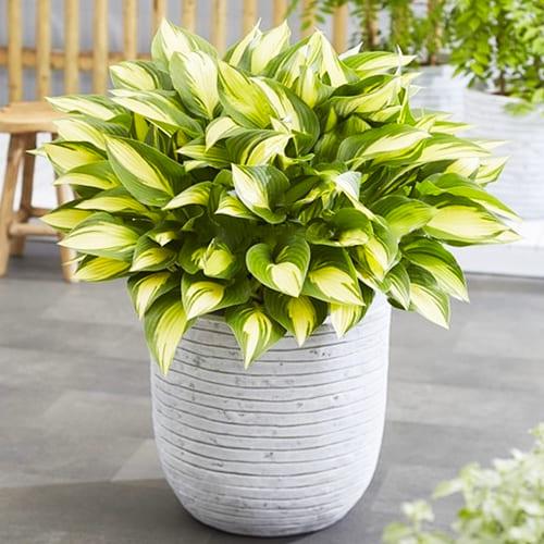 Хоста Florium Tongue of Flame (12970)