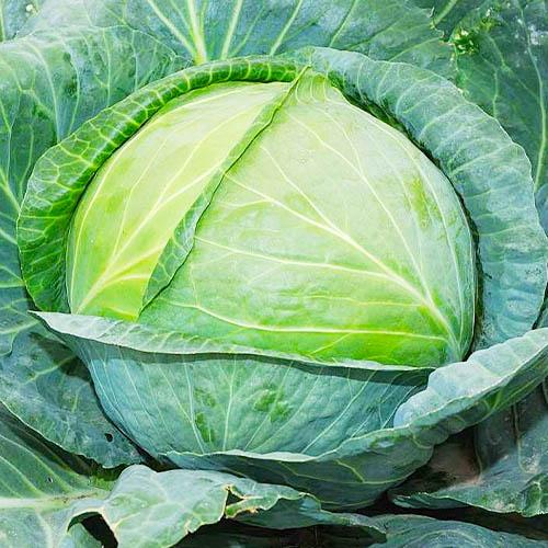 Насіння Капуста Florium Білокочанна Анкома F1 (3352) Насіння Капуста Florium Білокочанна Анкома F1 (3352)