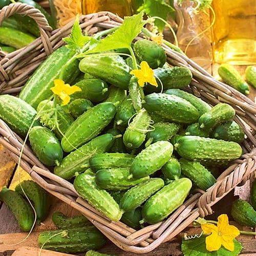 Семена Огірок Florium Крапелька F1 (14057)