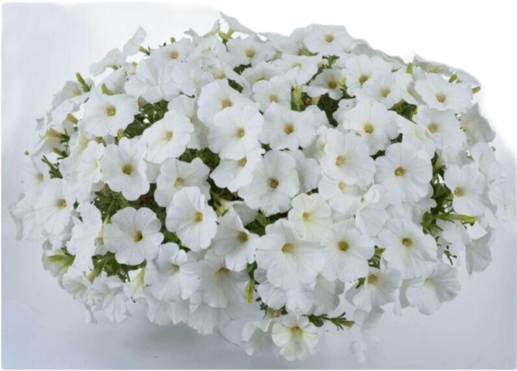 Петуния Cascadias Iceberg (2560285790)