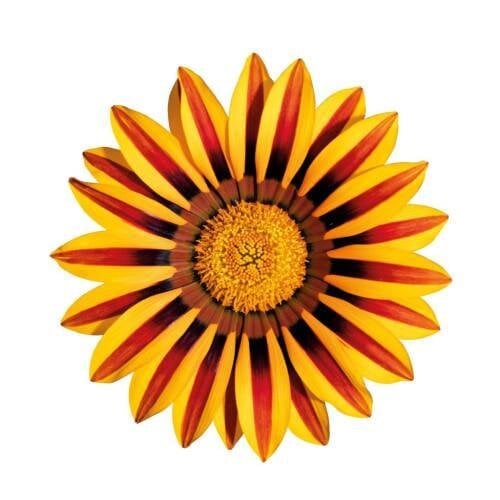 Семена цветов Газания жестковатая Benary Zany Orange Flame 25 шт. (BN10244-4)