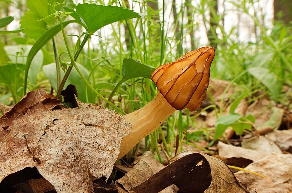 Міцелій Зморшка напіввільного живий зерновий - фото 3