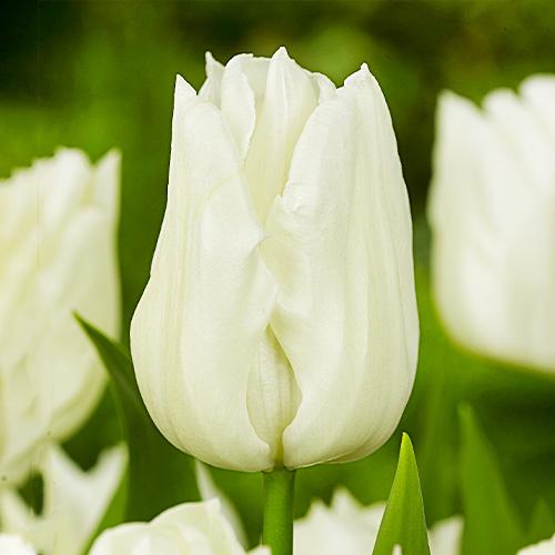Тюльпан Florium Kiwanis (3589)