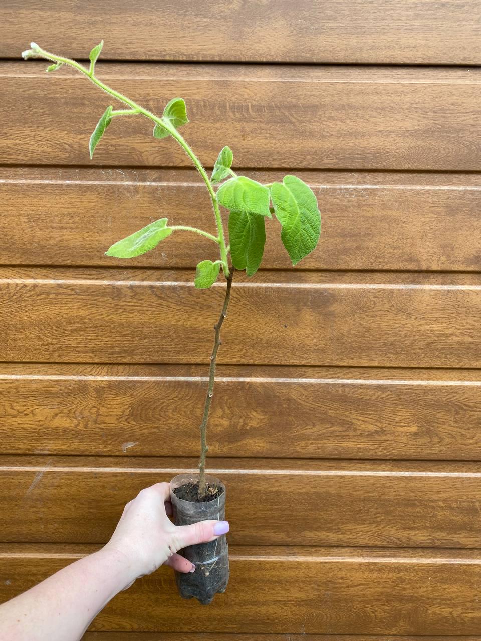 Саджанець ківі Закарпатський (12502176) - фото 4 Саджанець ківі Закарпатський (12502176) - фото 4