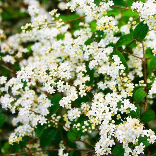 Дейция Florium Dippon (11212)