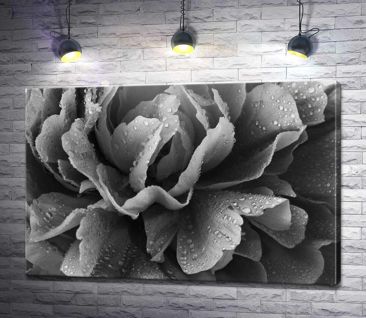 Картина ArtPoster Лепестки пиона в капельках воды 50x33 см Модуль №1 (004537)