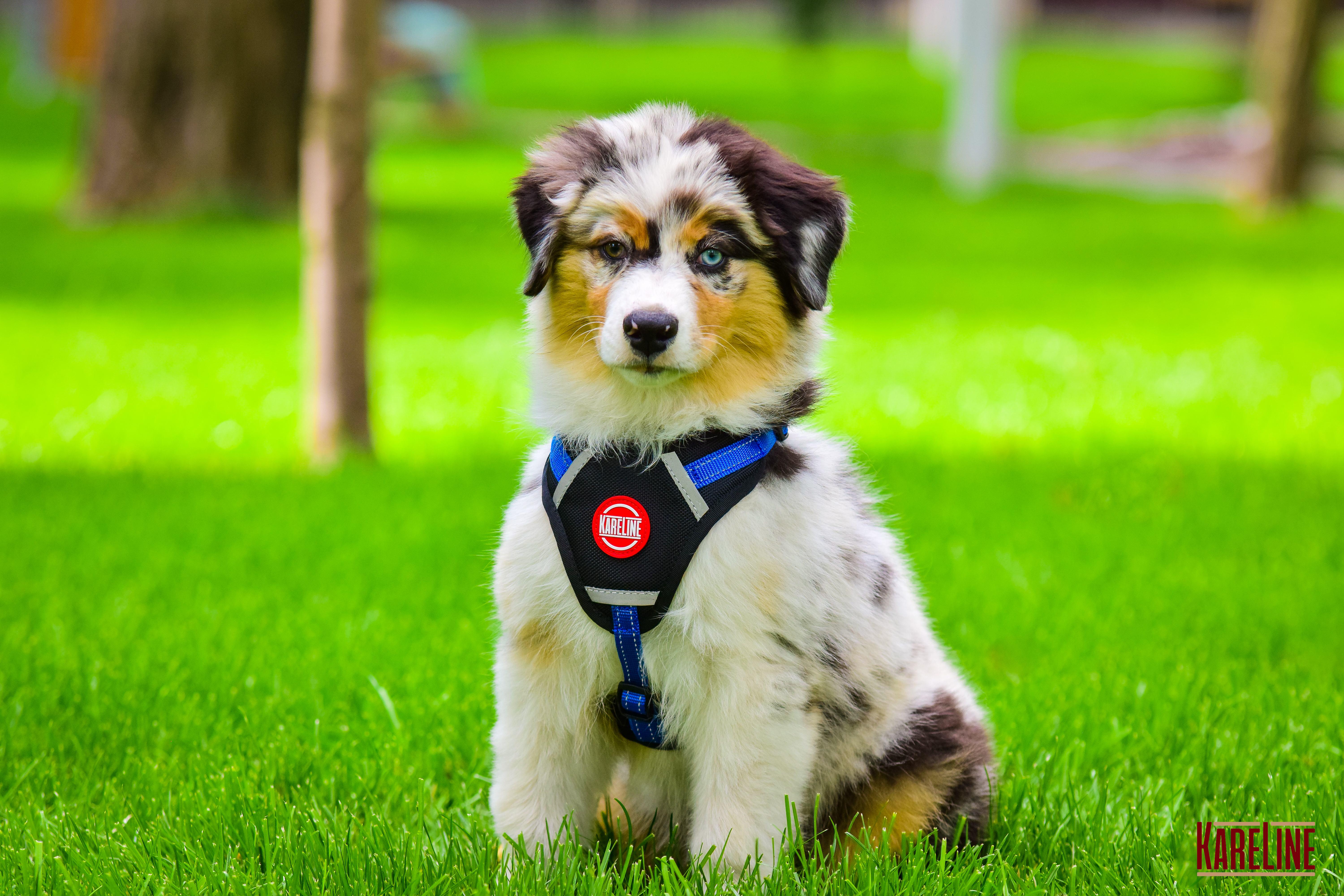 Шлея KareLine из нейлона с пластиковой пряжкой 20 мм А:400-600 мм В:500-630 мм Синий (0883/7) - фото 4