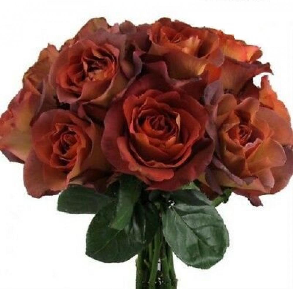 Роза Velet Coffee Break Чайно-гибридная в контейнере (2558773391) - фото 6