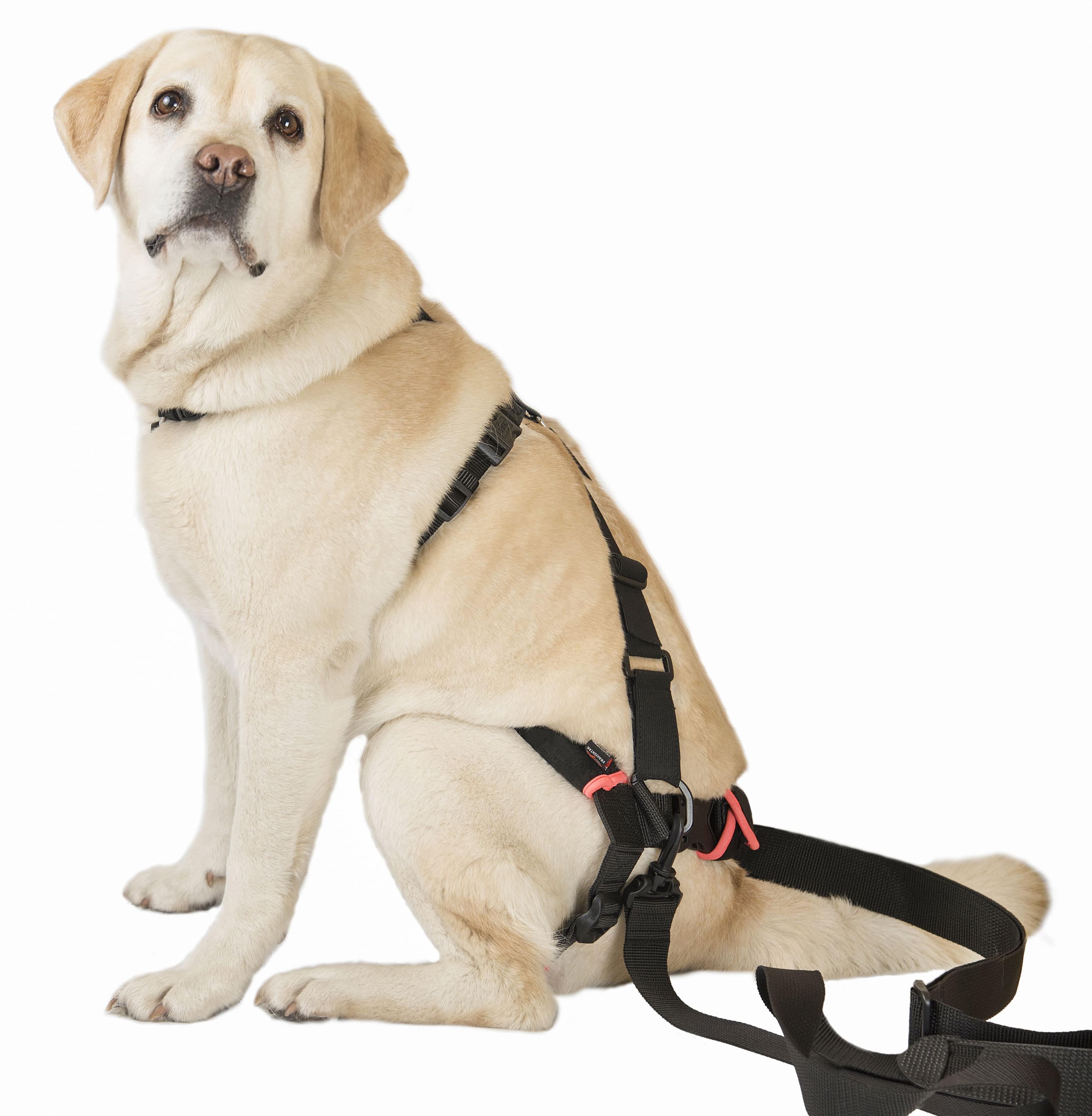 Поддержка для задних лап Frakishtak кольцами L (28063858) - фото 3 Поддержка для задних лап Frakishtak кольцами L (28063858) - фото 3