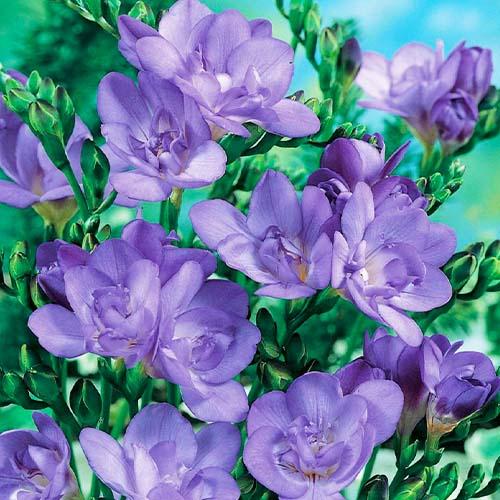 Фрезия Florium Double Blue (16443) - фото 2