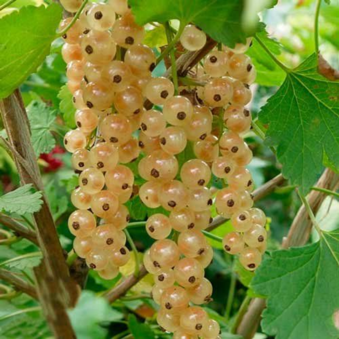 Смородина Яскрава Сніжана Білий (1146)