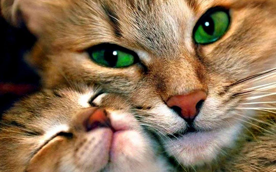 Алмазная мозаика Кошта с котенком 40х25 см (DM.247)