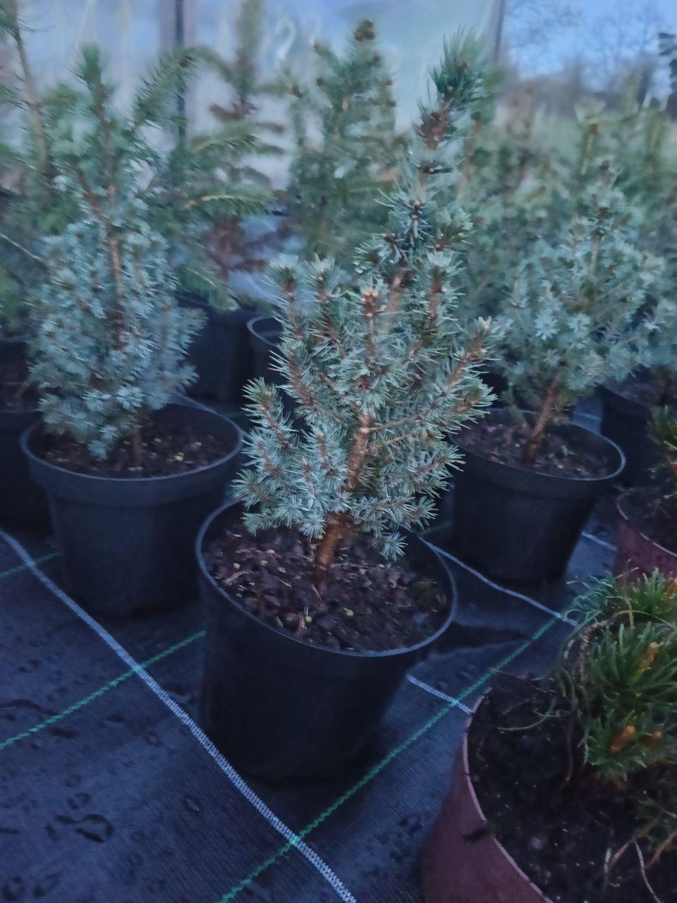 Ялинка блакитна канадська Blue Wonder в горщику (25089143)