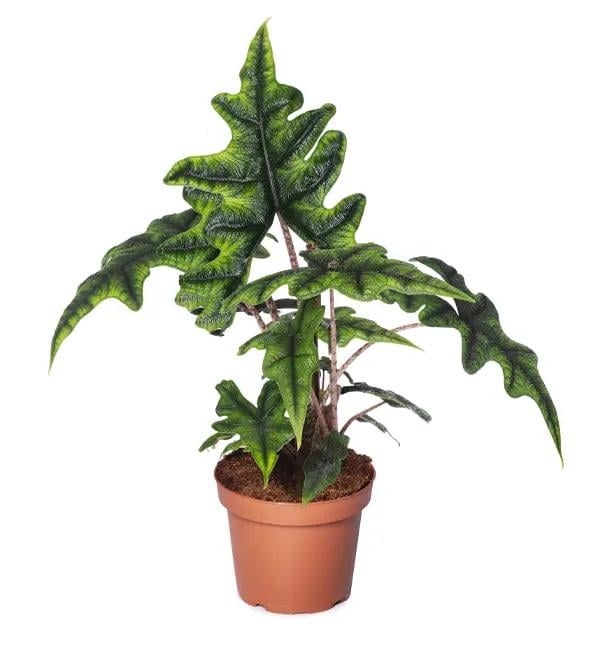 Алоказия Жаклин (28446735) Алоказия Жаклин (28446735)