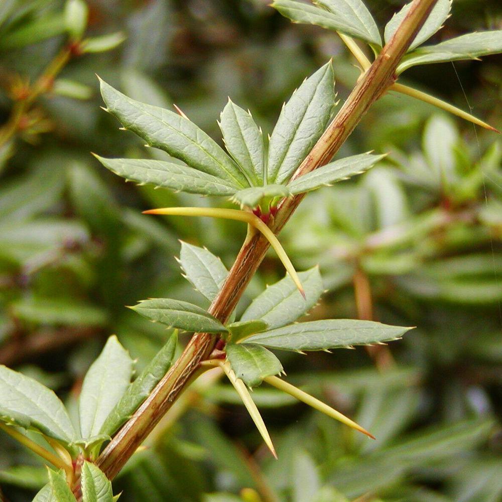 Саженец Барбариса вечнозеленый (14965354)