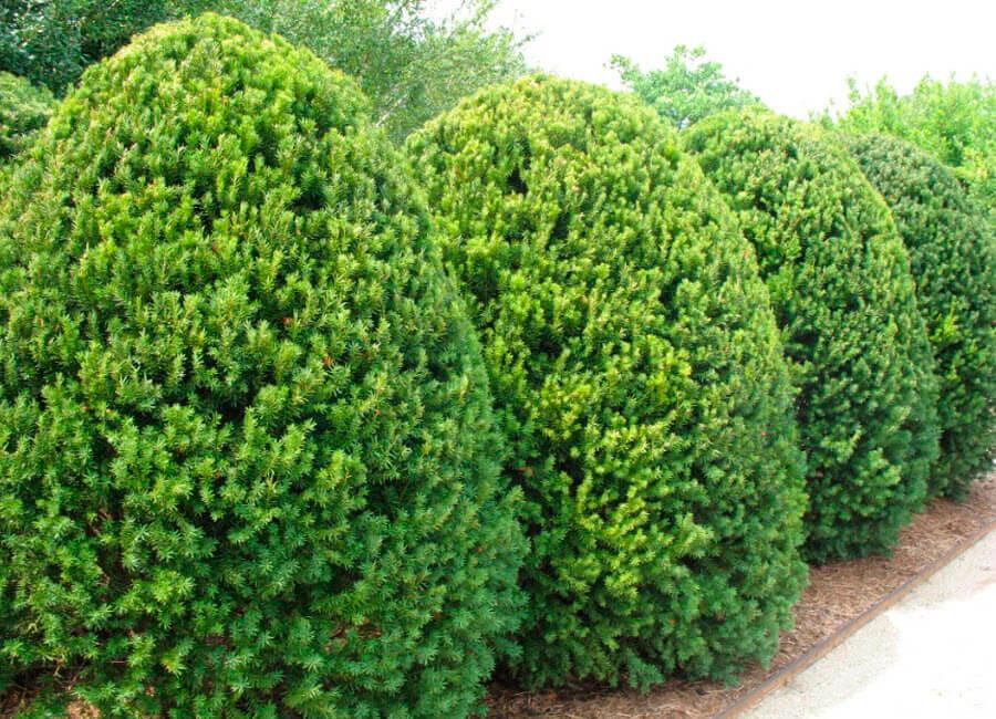 Саженцы тис средний Hillii в горшке 2 л - фото 2 Саженцы тис средний Hillii в горшке 2 л - фото 2