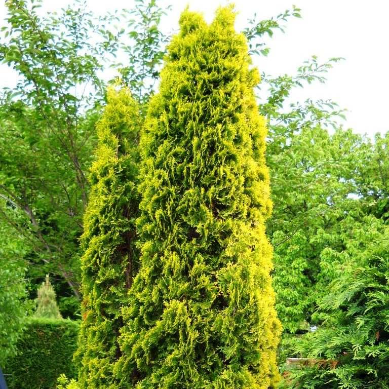 Саженец туи западной Солоши Thuja occidentalis Szolosi Р9 (1358593320)