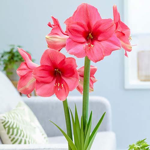 Амариллис Florium Pink Surprise (11157)