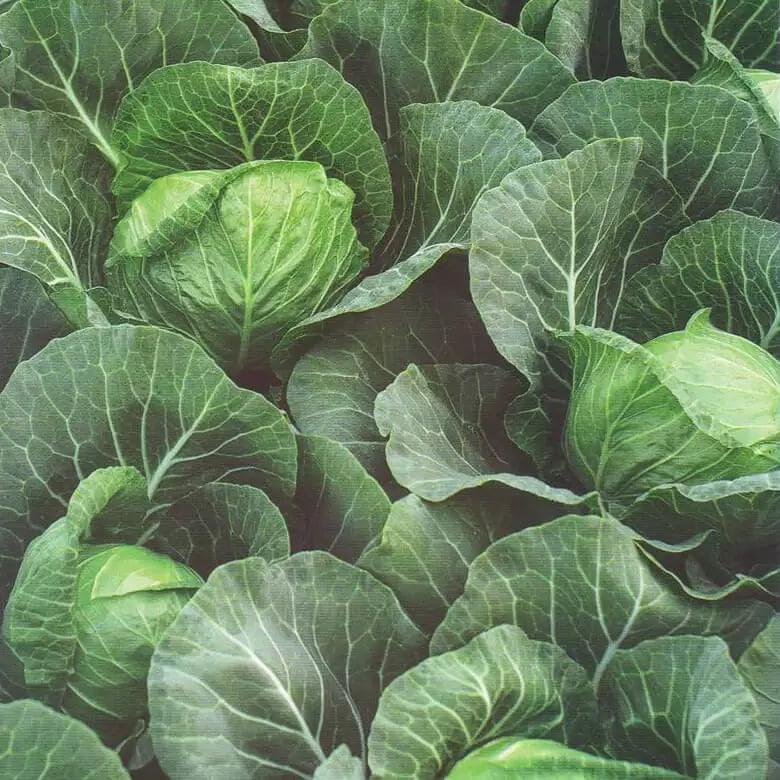 Насіння ранньої капусти Заріссіма, дражоване 10 шт. (2905223257)