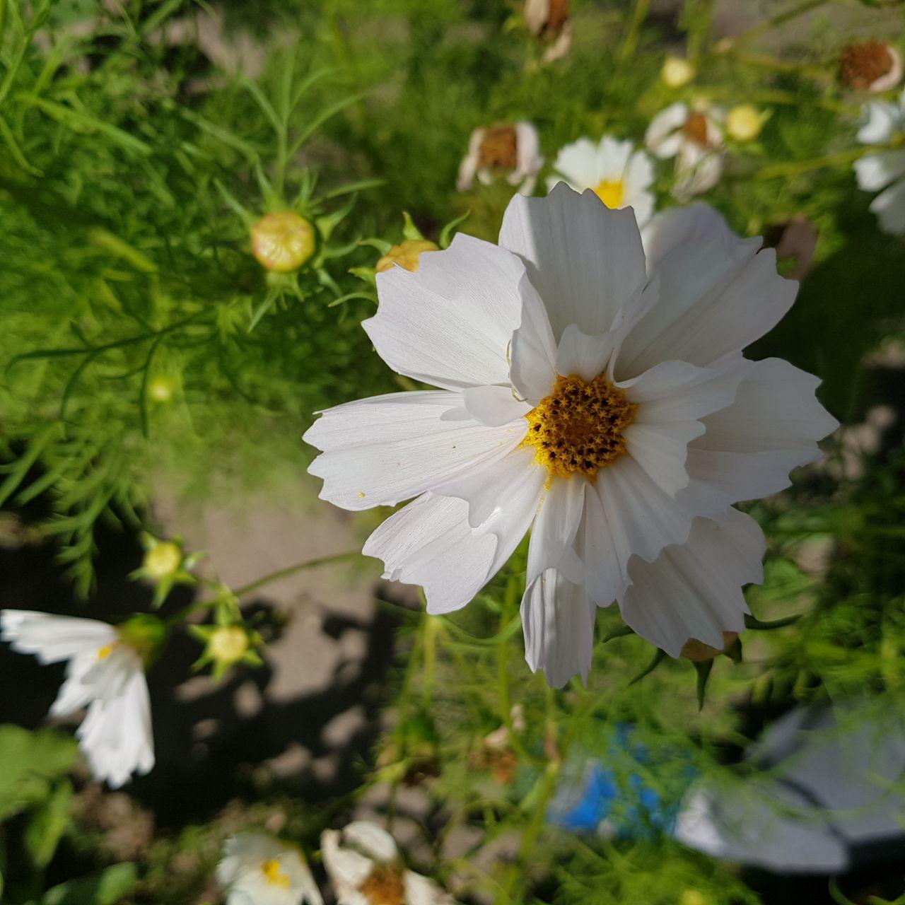 Семена цветов Космея белая ракушка большой цветок 50 шт. (2894500055)