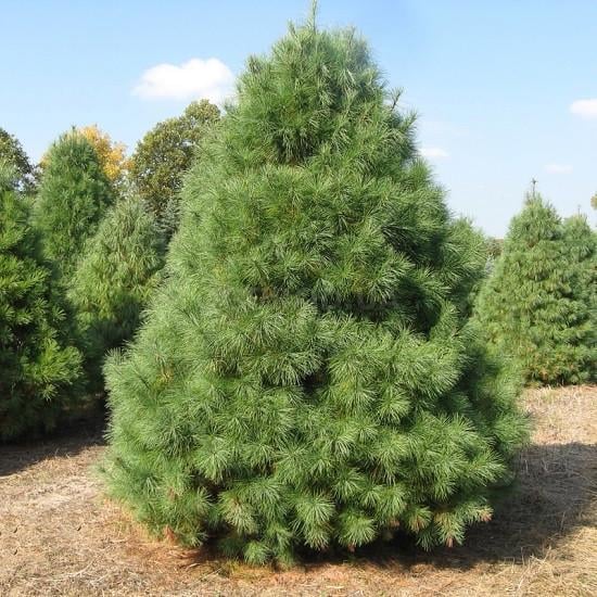 Саженец сосны Веймутовой Pinus strobus Р9 (1099268843)