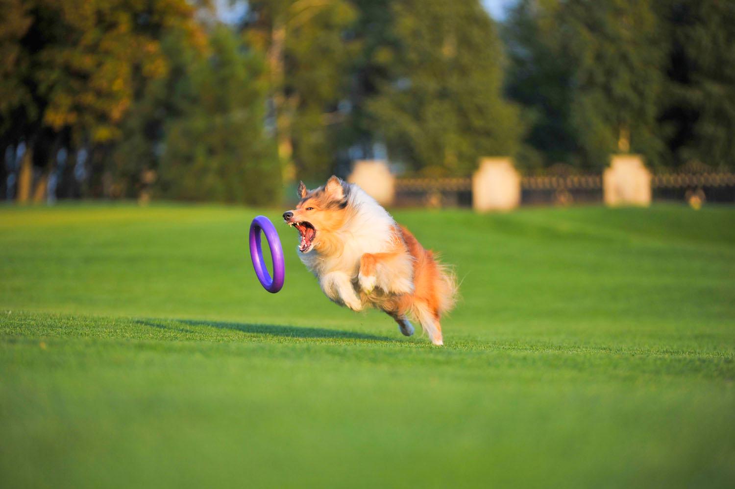 Тренувальний снаряд для собак Puller Standard 28 см (6490) - фото 28