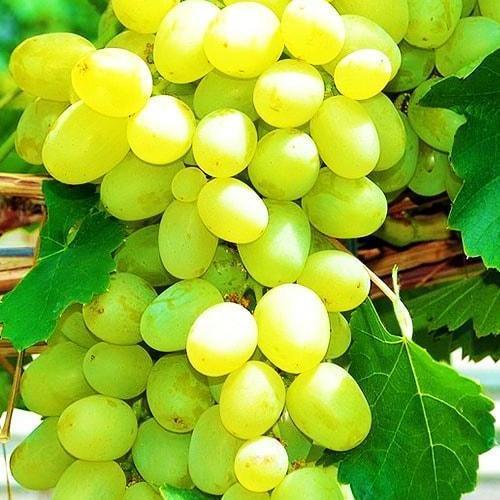 Сажанець Виноград Супер екстра дуже ранній термін дозрівання (19806)