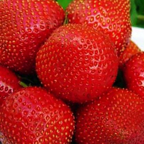 Сажанец Клубника темно-вишневая Украшение сада Decorating the garden 5 шт. премиальный высокоурожайный сорт (44709)