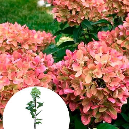 Саджанець Гортензія Graffiti 3-річна волотиста (167001)