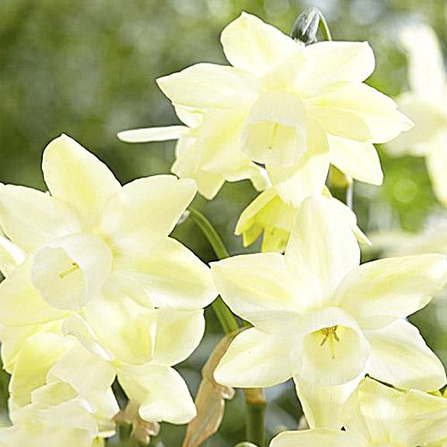 Нарцисс Florium Moonlight Sensation (17979)