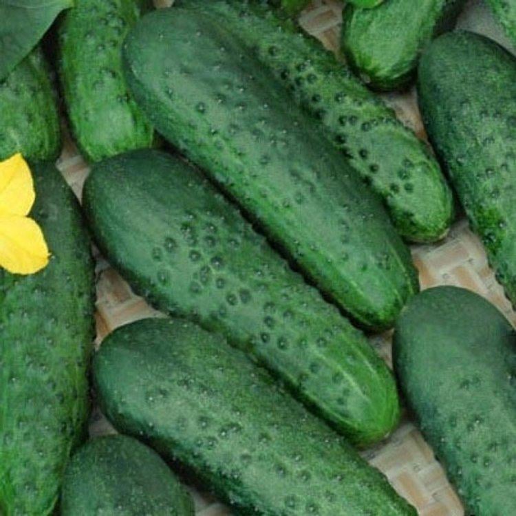 Семена огурца Nunhems Платина F1 10 шт. (38659)