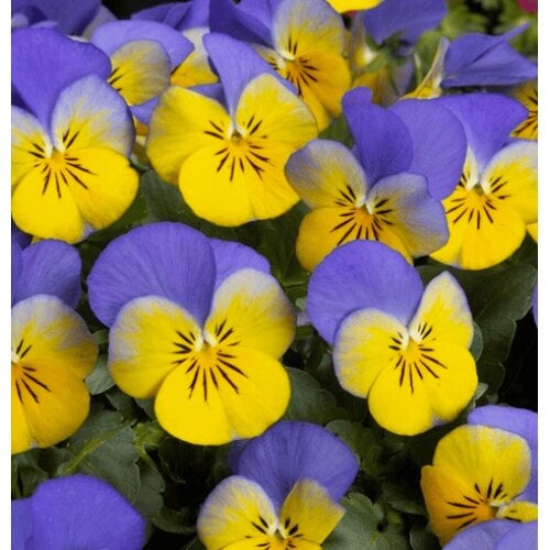 Семена цветов Виола рогатая Takii Floral Power F1 Yellow Blue Wing 250 шт. (BN13289-2)
